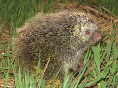 Coendou longicaudatus