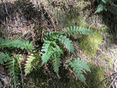 Polypodium hesperium
