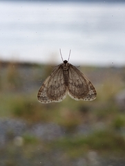 Operophtera bruceata