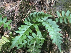 Polypodium hesperium