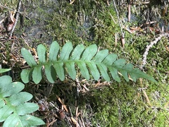 Polypodium hesperium