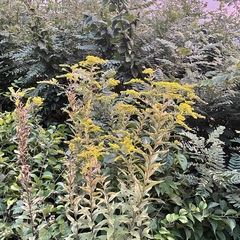 Solidago canadensis