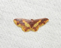 Lophosis labeculata