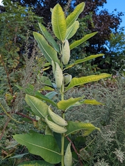 Asclepias syriaca