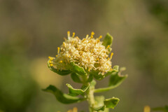 Baccharis macraei