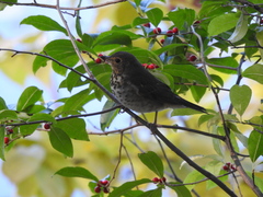 Catharus ustulatus
