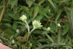 Eclipta prostrata