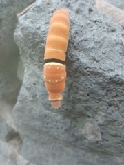 Papilio multicaudata multicaudata