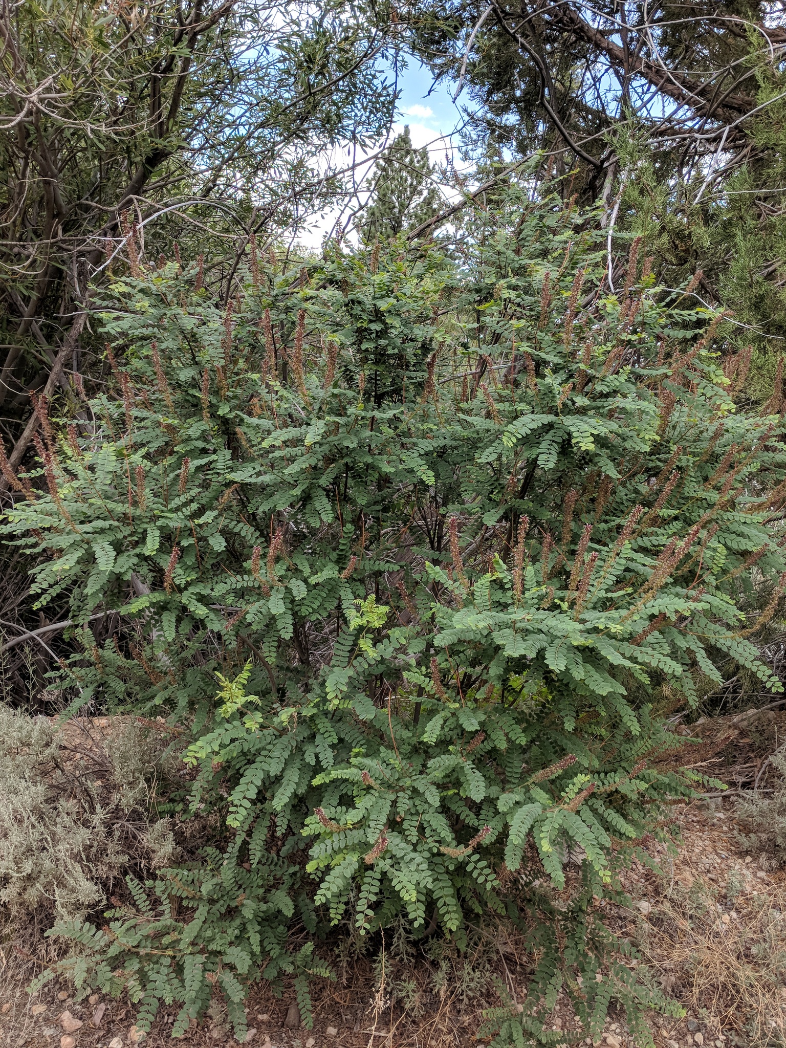Amorpha californica