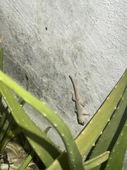 Hemidactylus frenatus