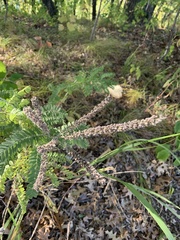 Amorpha canescens