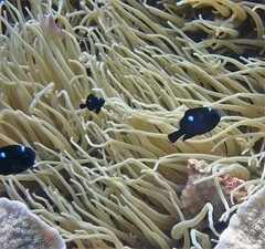 Dascyllus trimaculatus