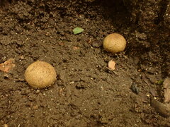 Scleroderma areolatum