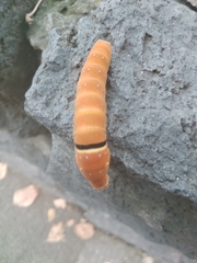 Papilio multicaudata multicaudata