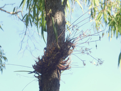 Dendrobium canaliculatum