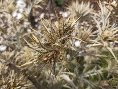 Carlina corymbosa