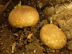 Scleroderma areolatum