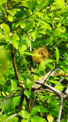 Geothlypis trichas