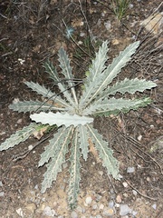 Cirsium undulatum