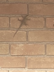 Sceloporus cyanogenys