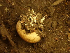 Scleroderma areolatum