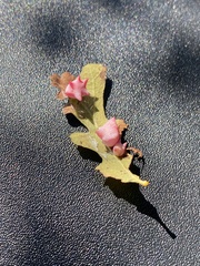 Cynips douglasii