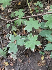 Hydrophyllum canadense