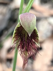 Calochilus paludosus