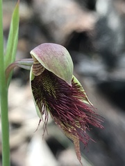 Calochilus paludosus