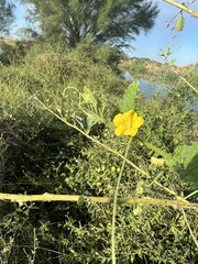 Cucumis melo