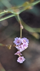 Boerhavia torreyana
