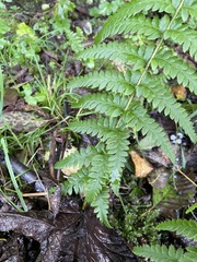 Polystichum andersonii