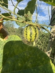 Cucumis melo