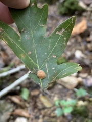 Druon quercusflocci