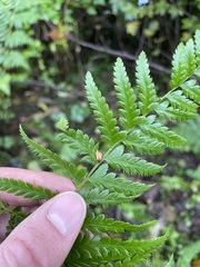 Polystichum andersonii