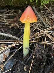 Hygrocybe conica