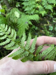 Polystichum andersonii