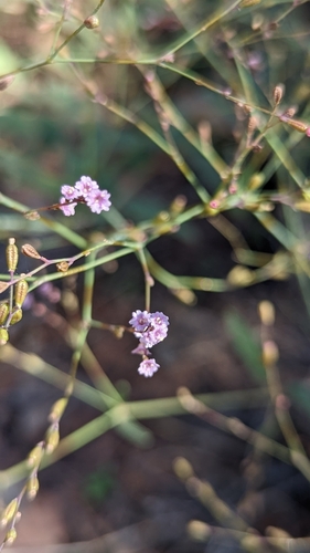 Image of Boerhavia torreyana by (c) Darrin Gobble, some rights reserved (CC BY)