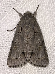 Acronicta radcliffei