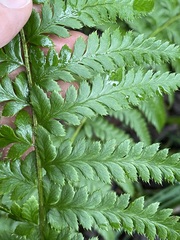 Polystichum andersonii