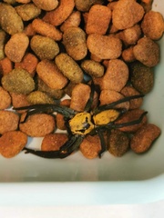 Sparassidae