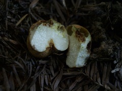 Leucogaster rubescens