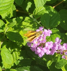 Hylephila phyleus