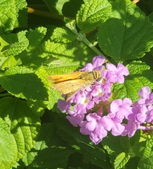 Hylephila phyleus