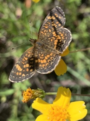 Phyciodes graphica graphica