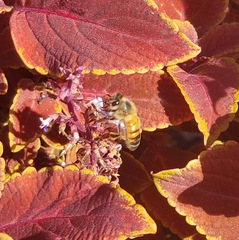 Apis mellifera