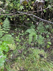 Polystichum andersonii