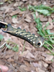 Xylophanes falco