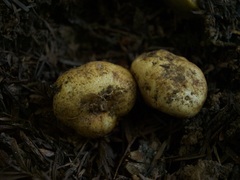 Leucogaster rubescens