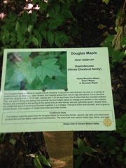 Acer glabrum douglasii